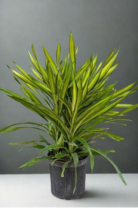 10 In Dracaena ‘Rikki’