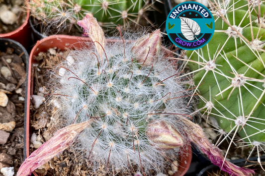 2" Rebutia Albiflora ‘sunrise’