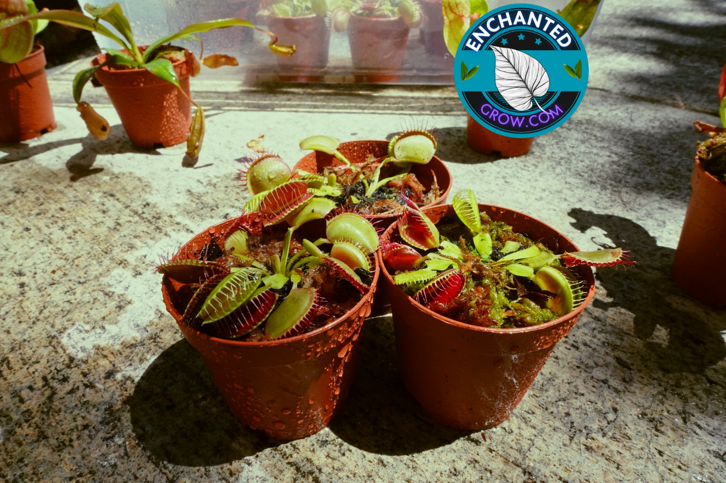 3 Venus Fly trap Package Bundle Deal