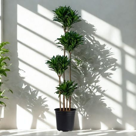 5 Gal Hi Dracaena ‘Janet Craig Compacta’ – 5 Ft