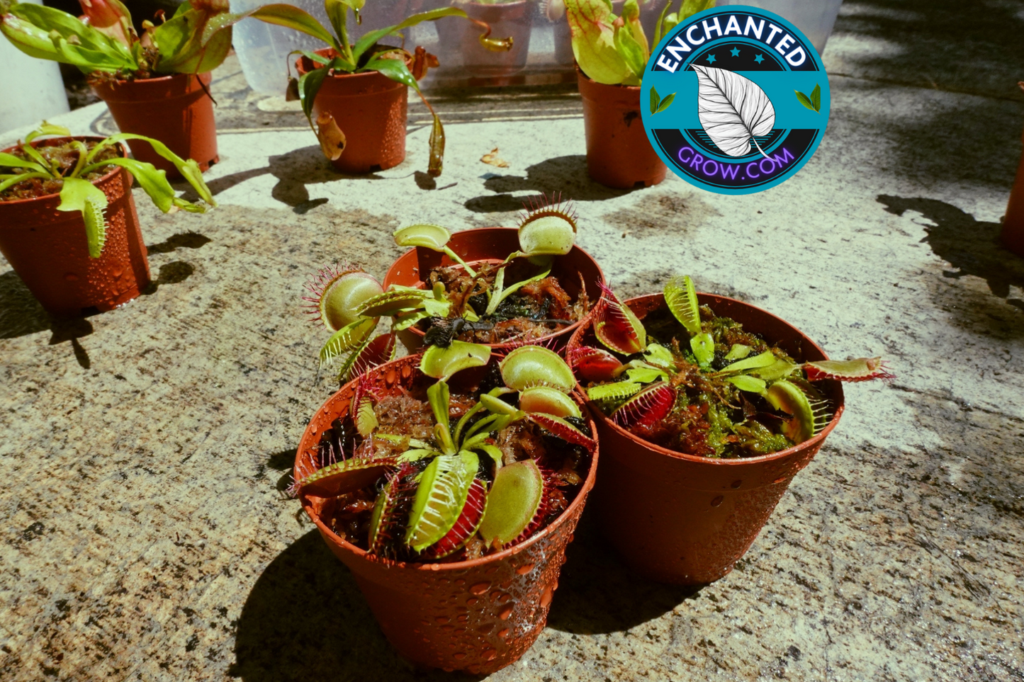 3 Venus Fly trap Package Bundle Deal