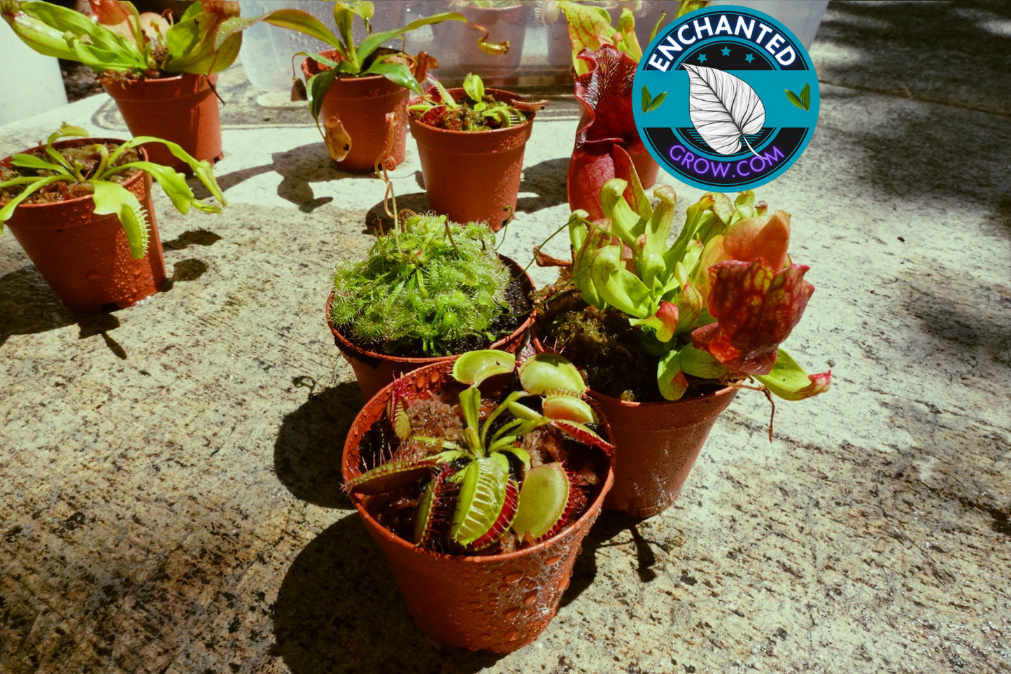 3 Random Carnivorous Plants Collection Package Deal