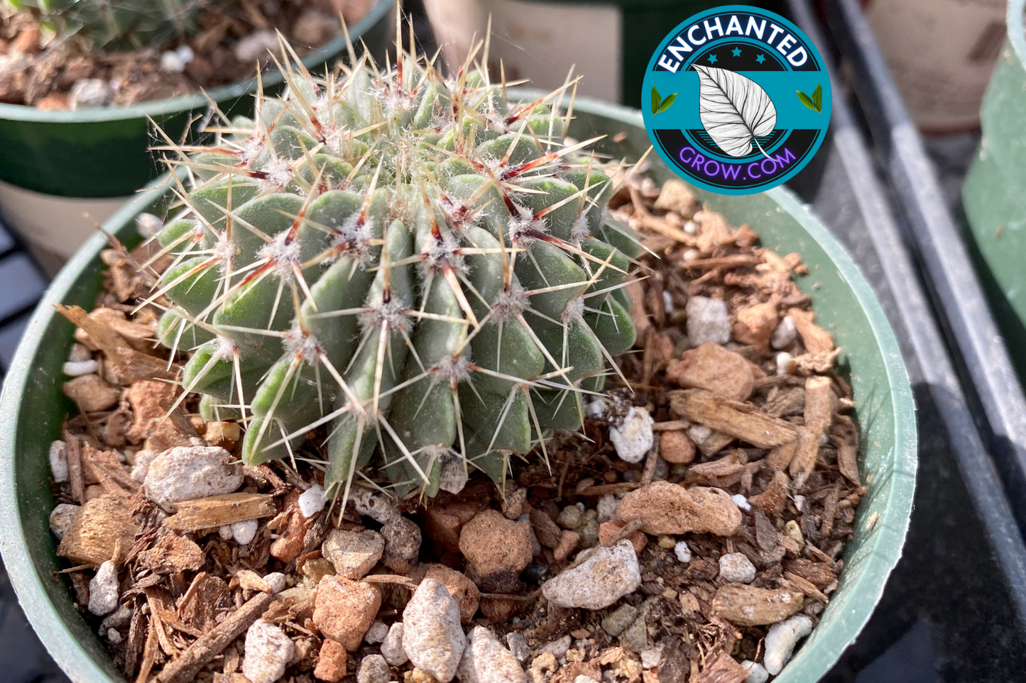 2" Mammillaria Polythele