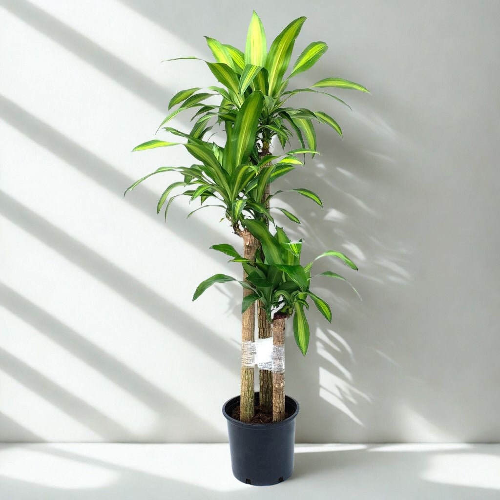 12 in Dracaena Massangeana – 4-3-2 Cane