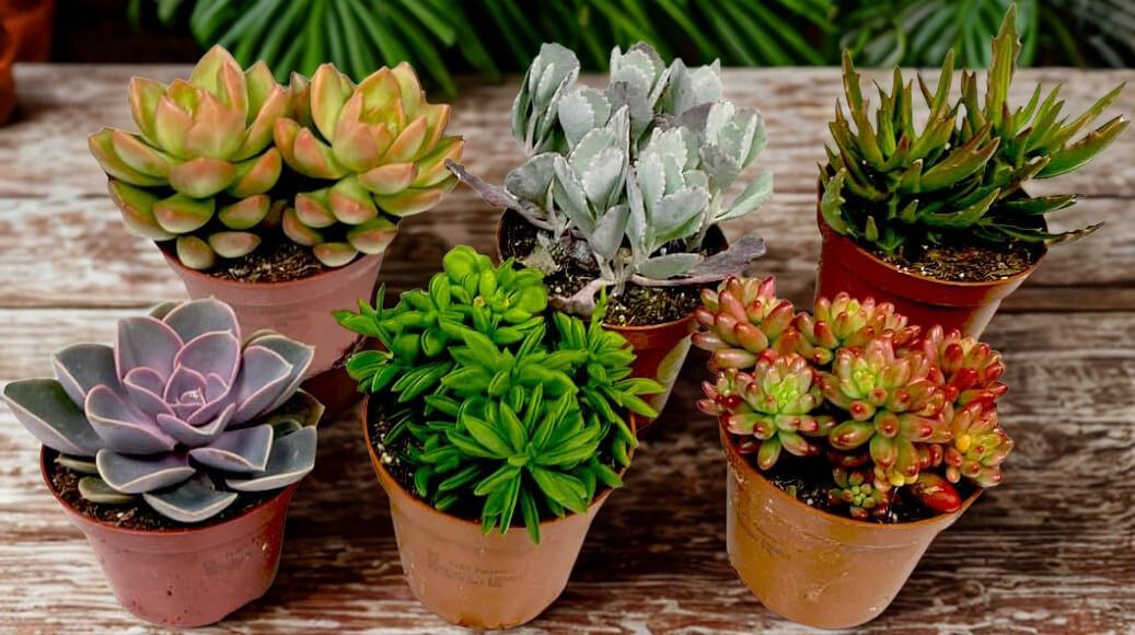 Assorted Premium Succulent (Single 6" Potted)