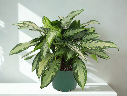 Aglaonema – 8 Inch Pot | Easy-Care Indoor Plant