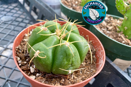 2" Ferocactus Histrix