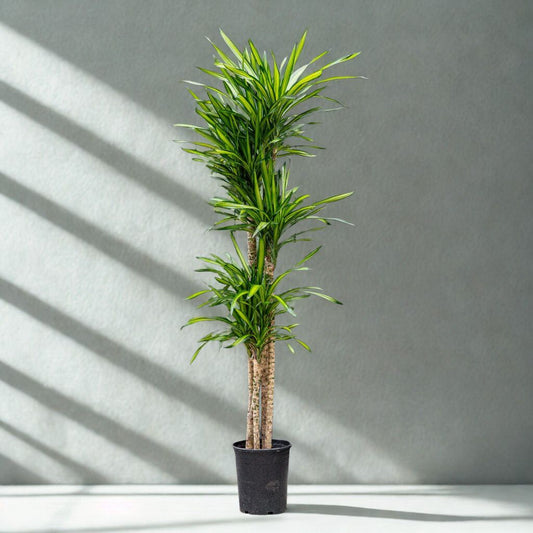 2 Gal Dracaena ‘Randy’ Tips – 1PPP