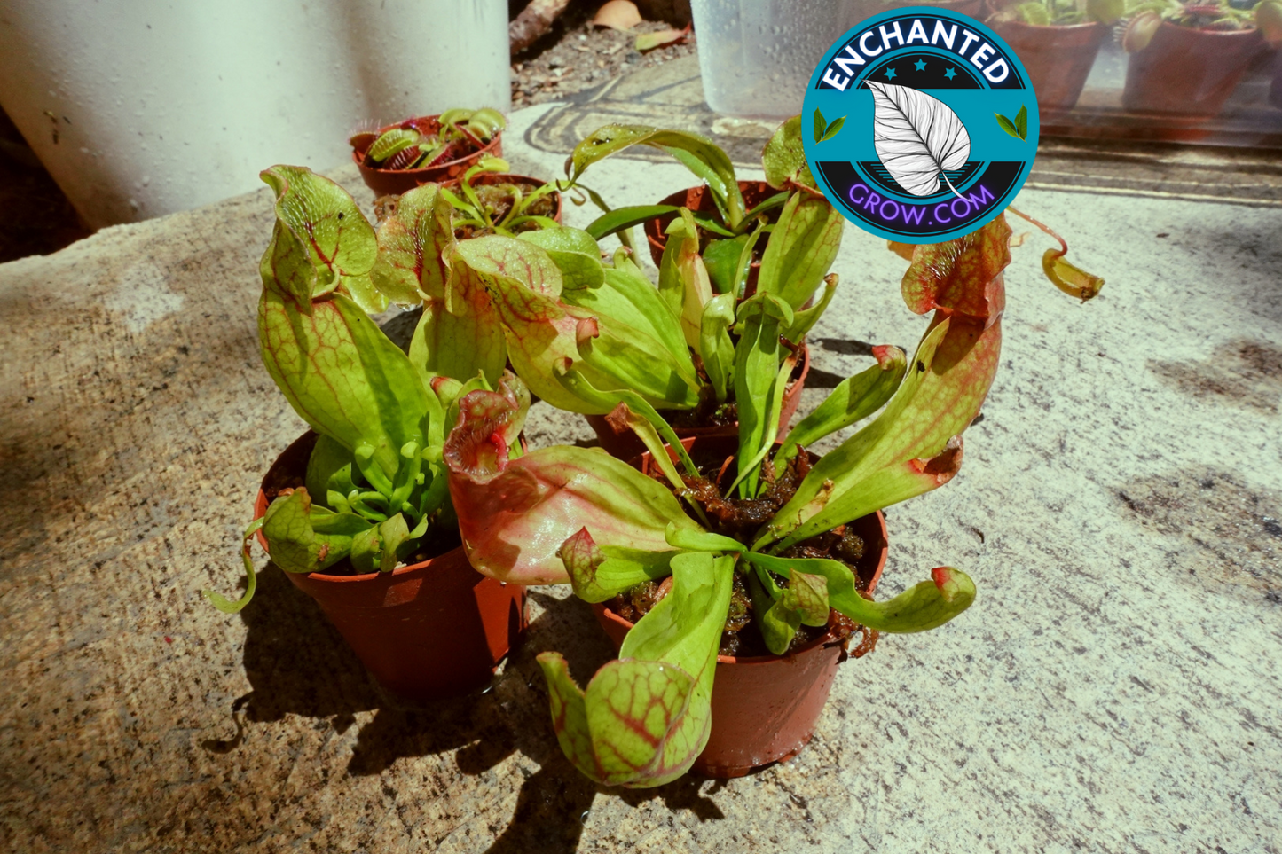 2″ Sarracenia ‘judith hindle’ Carnivorous Plant