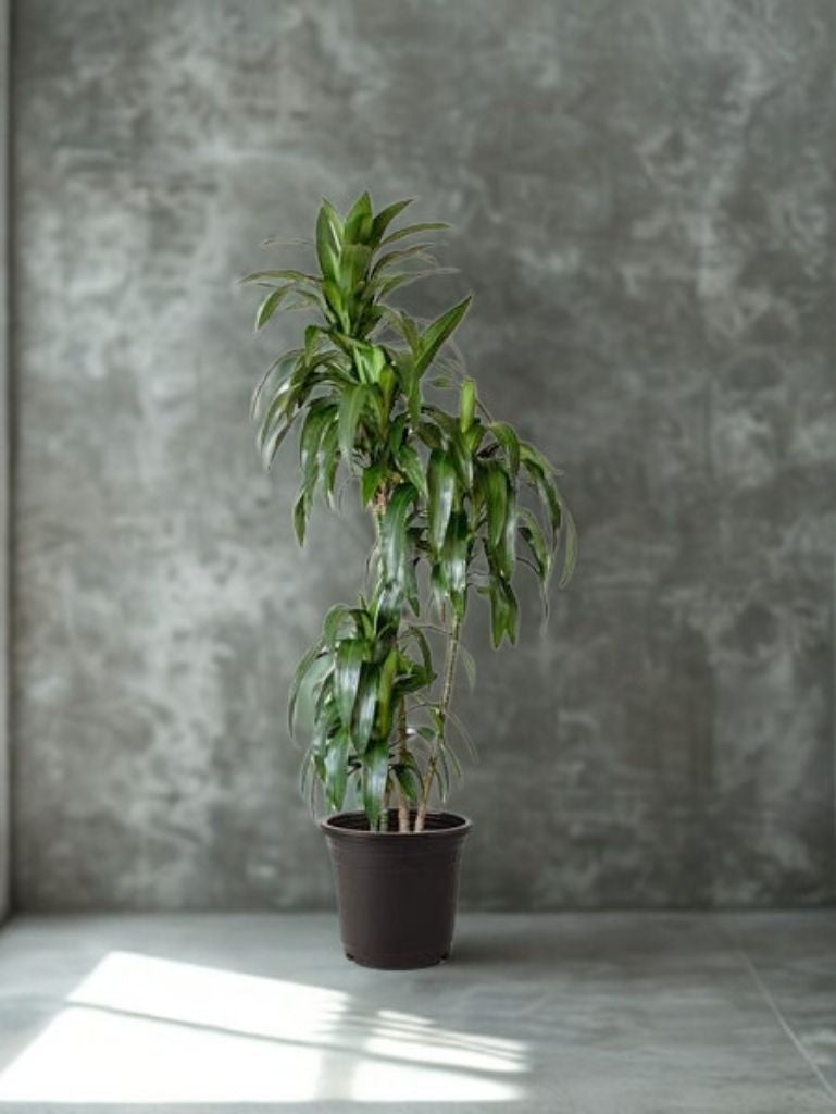 2 Gal Dracaena ‘Lisa’ Tips – 3 Ft – 3P