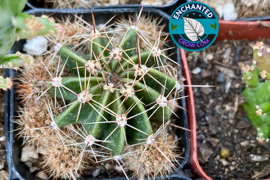 Mammillaria Zeilmanniana