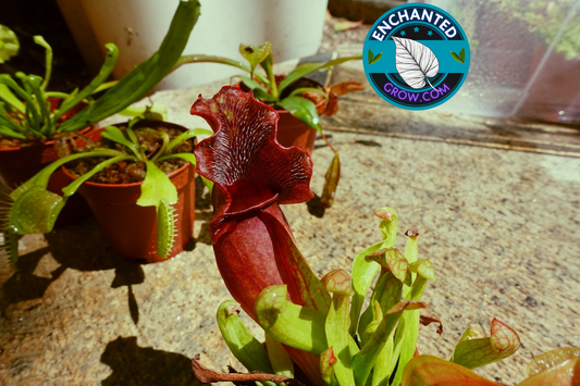 2" Sarracenia Venosa Red Carnivorous Plant