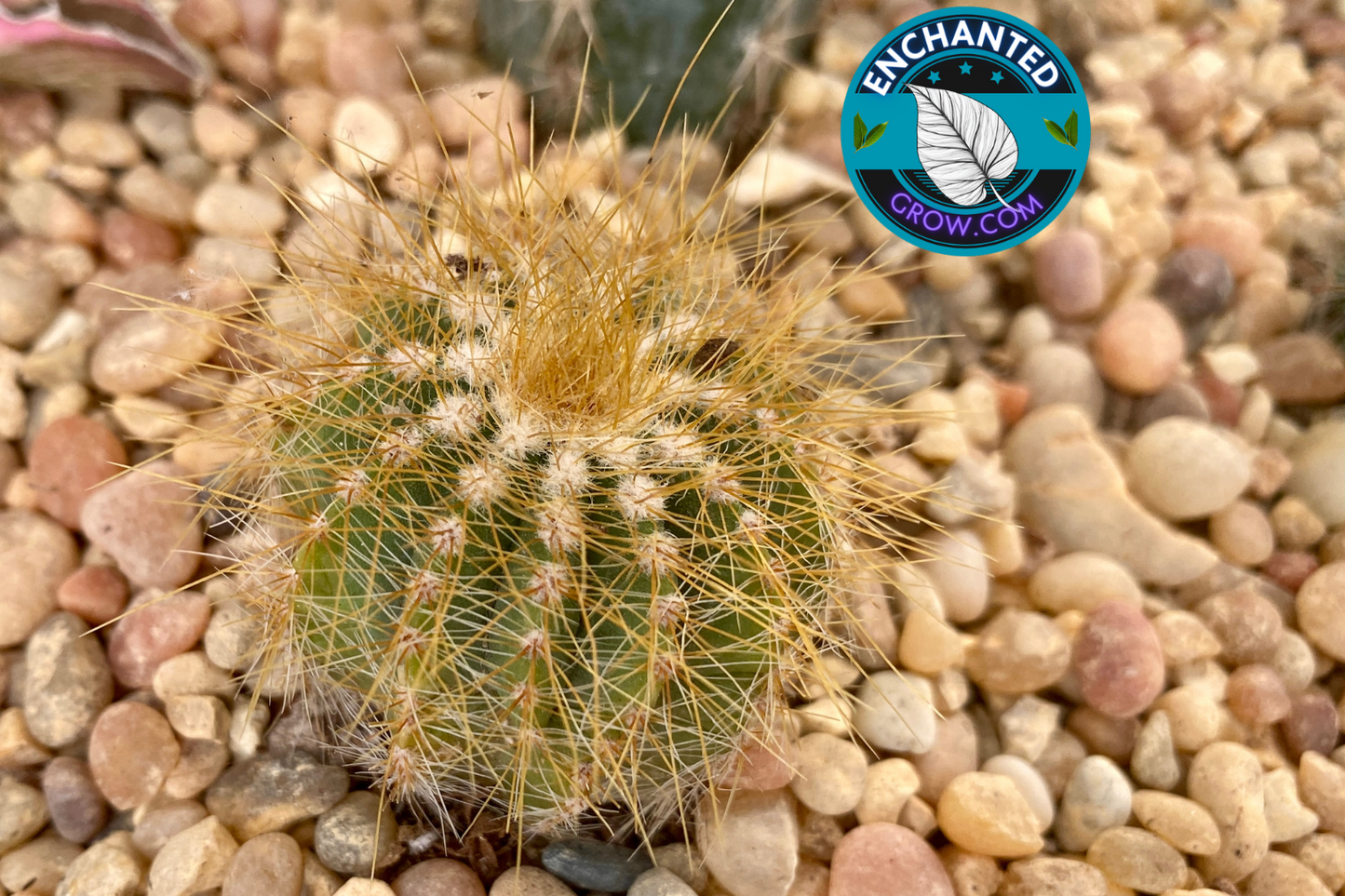 2" Echinopsis Calochlora