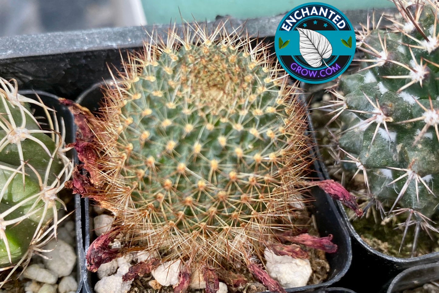 2" Pilosocereus Gounellei