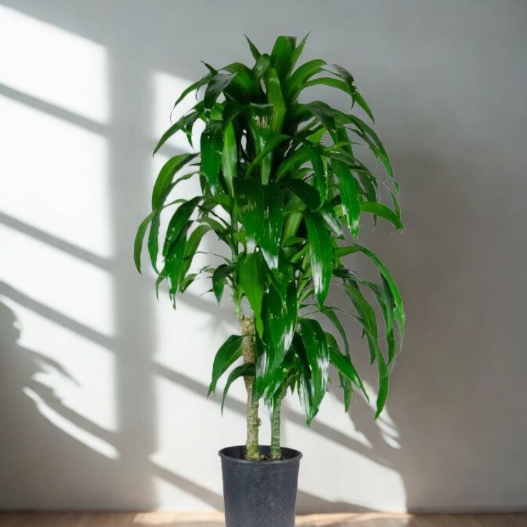 5 Gal Dracaena ‘Lisa’ Cut Back – 6 Ft – 45P