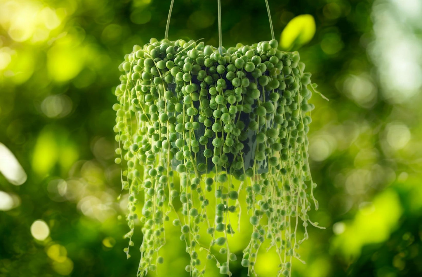 6 in String Of Pearls