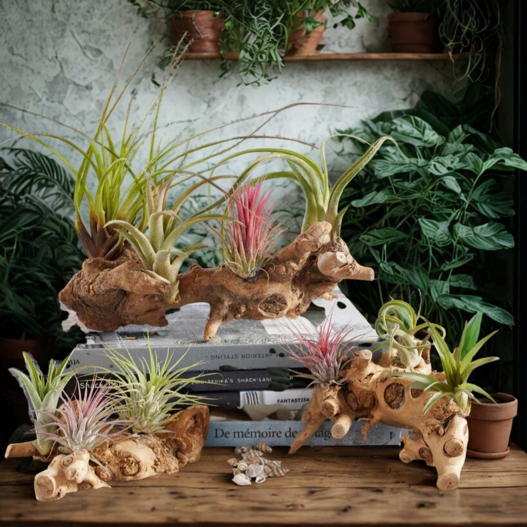 Random Small Tillandsia Assortment (Air Plants)