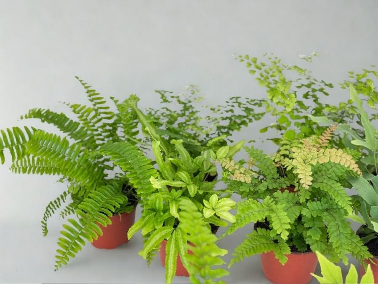 4 in Fern – Assorted