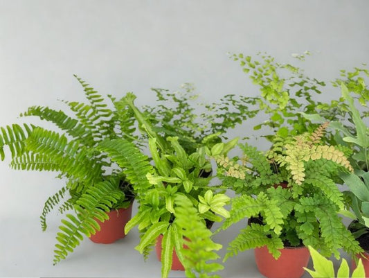 4 in Fern – Assorted