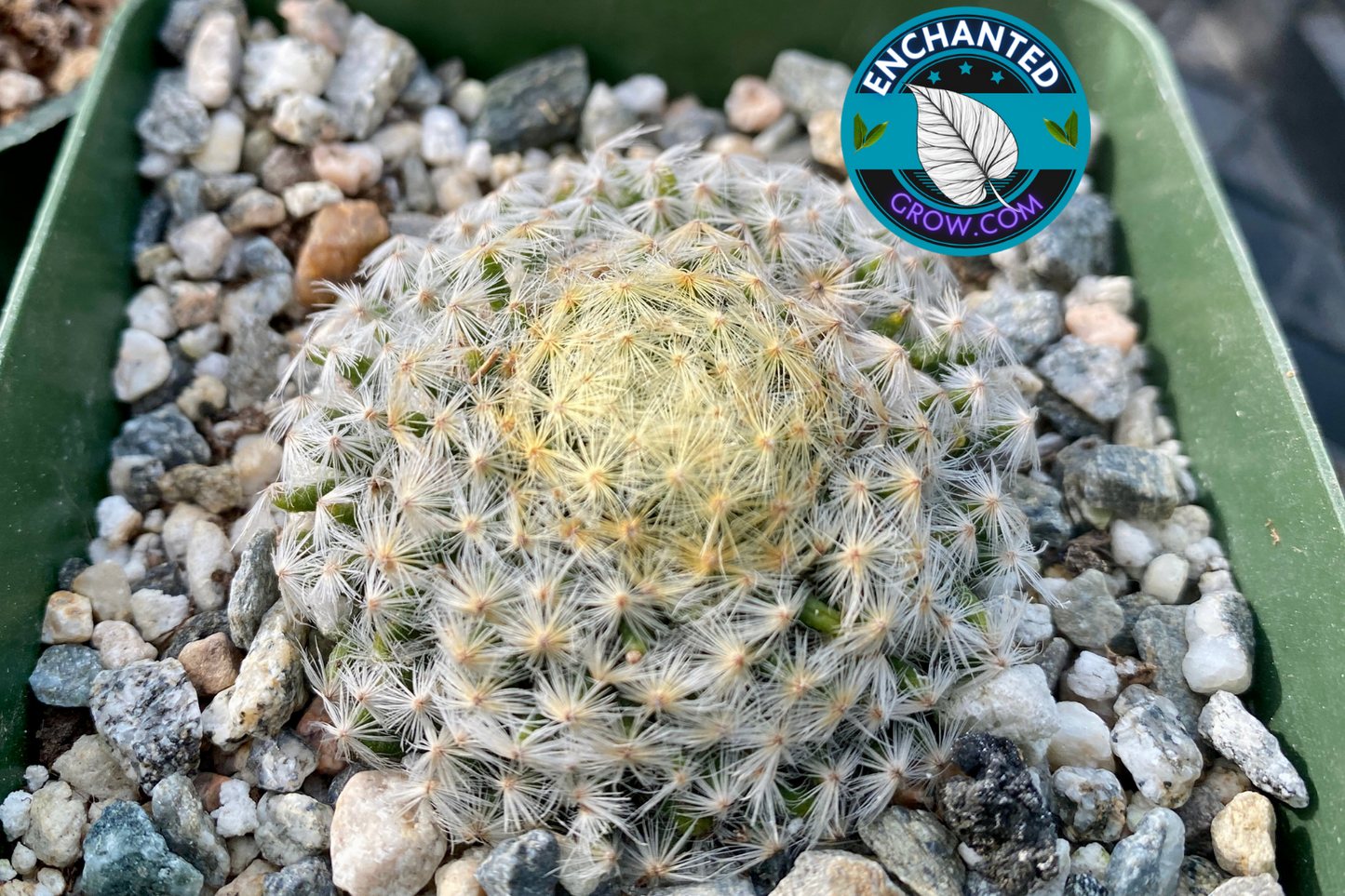 2" Parodia Haselbergii