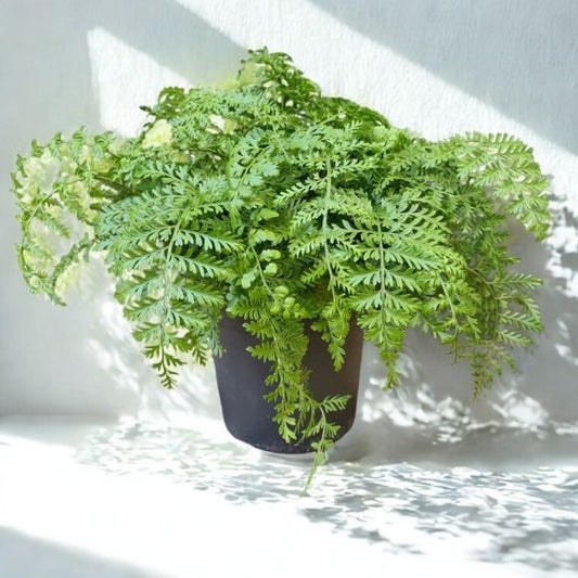 4 in Mother Fern