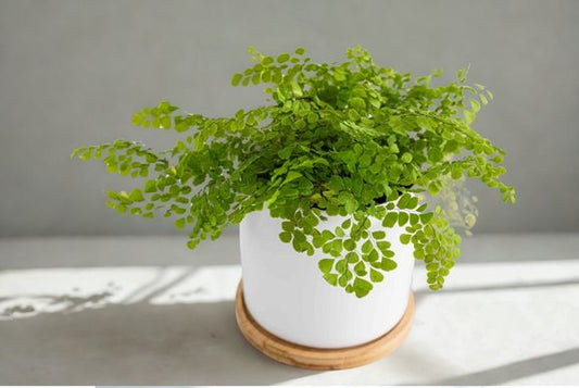 4 in Maidenhair Fern
