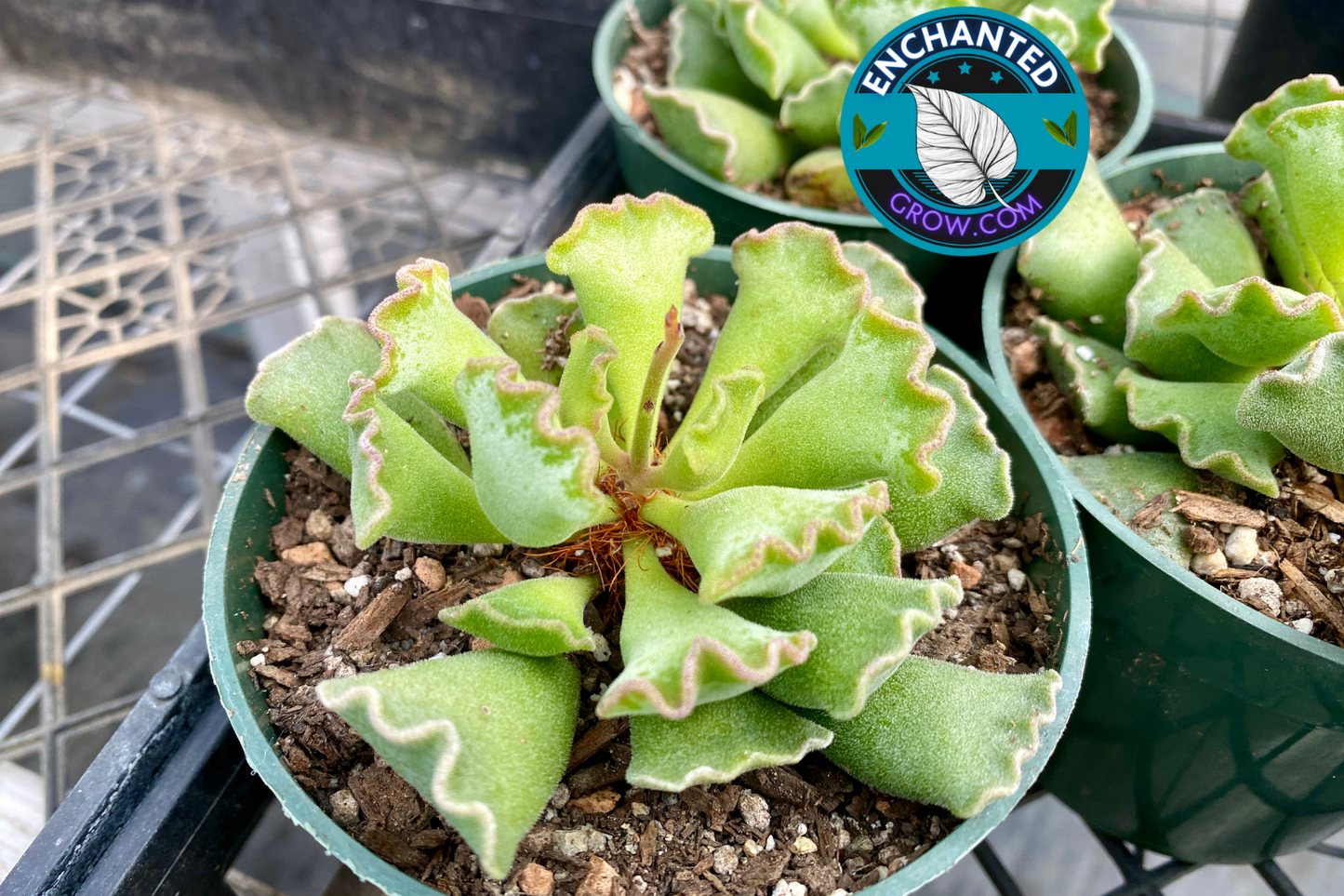 2" Adromischus cristatus ‘crinkle leaf plant’