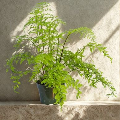 6 in Mother Fern