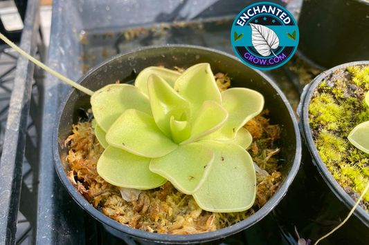 2″ potted Butterwort Pinguicula