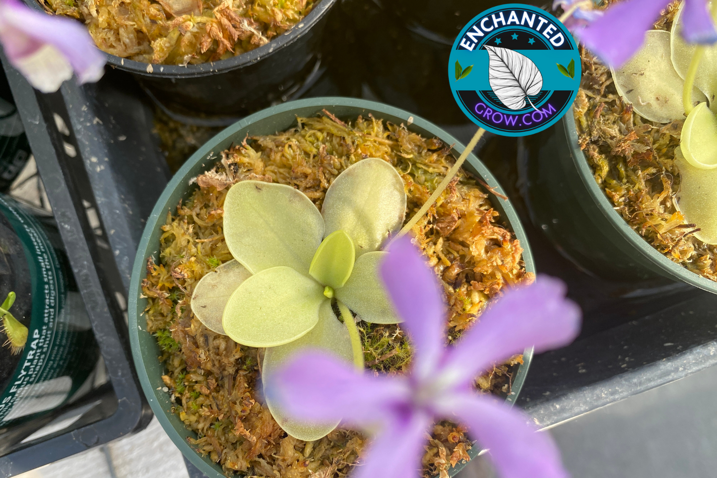 2″ potted Butterwort Pinguicula