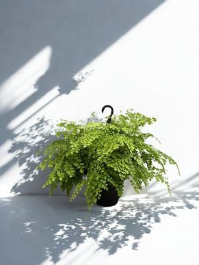 8 in Maidenhair Fern