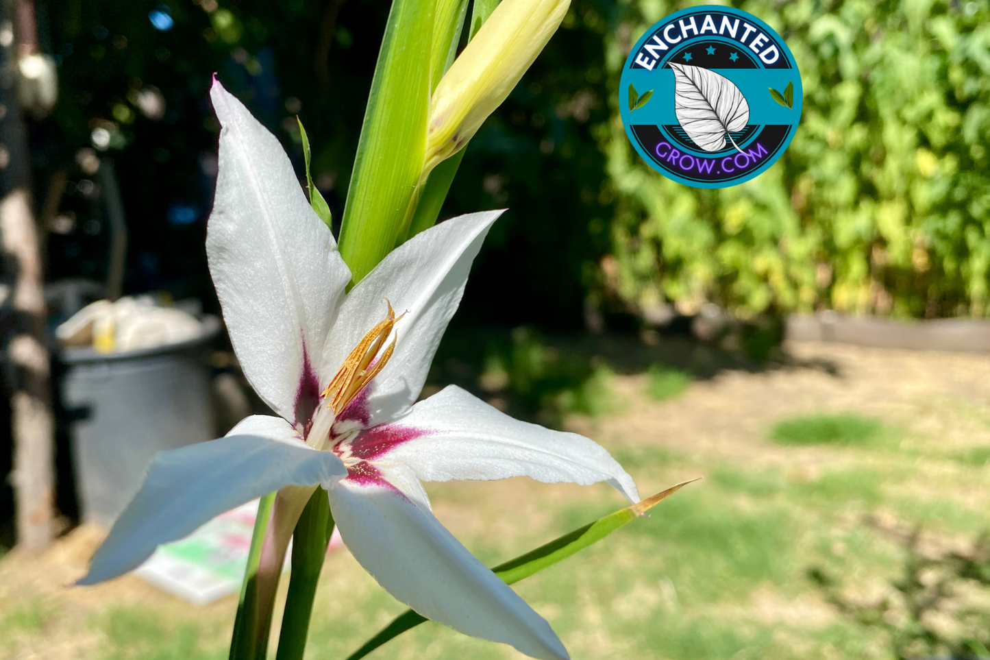 5 Acidanthera / Star Gladiolus / Peacock Orchid