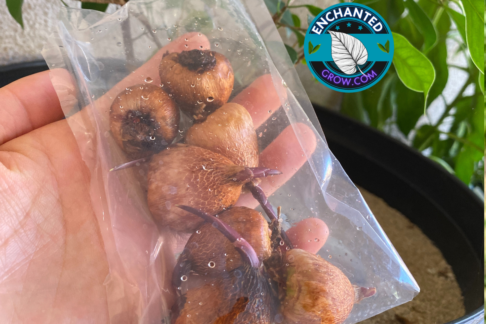 planting peacock orchid bulbs in pots 5 Acidanthera / Star Gladiolus / Peacock Orchid – Enchanted Grow