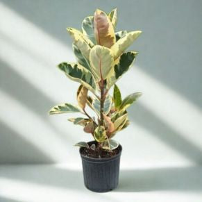 10 In Ficus Decora/Tineke