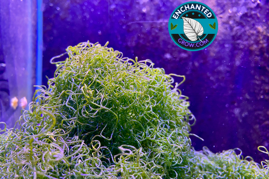 Handfull of Chaetomorpha Macro Algae Chaeto nutrient Export