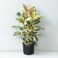 12 in Ficus ‘Tineke’