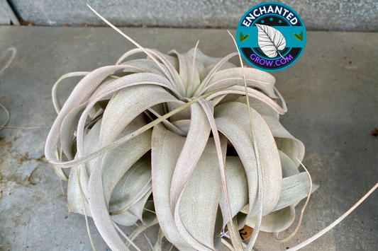 Tillandsia Xerographica