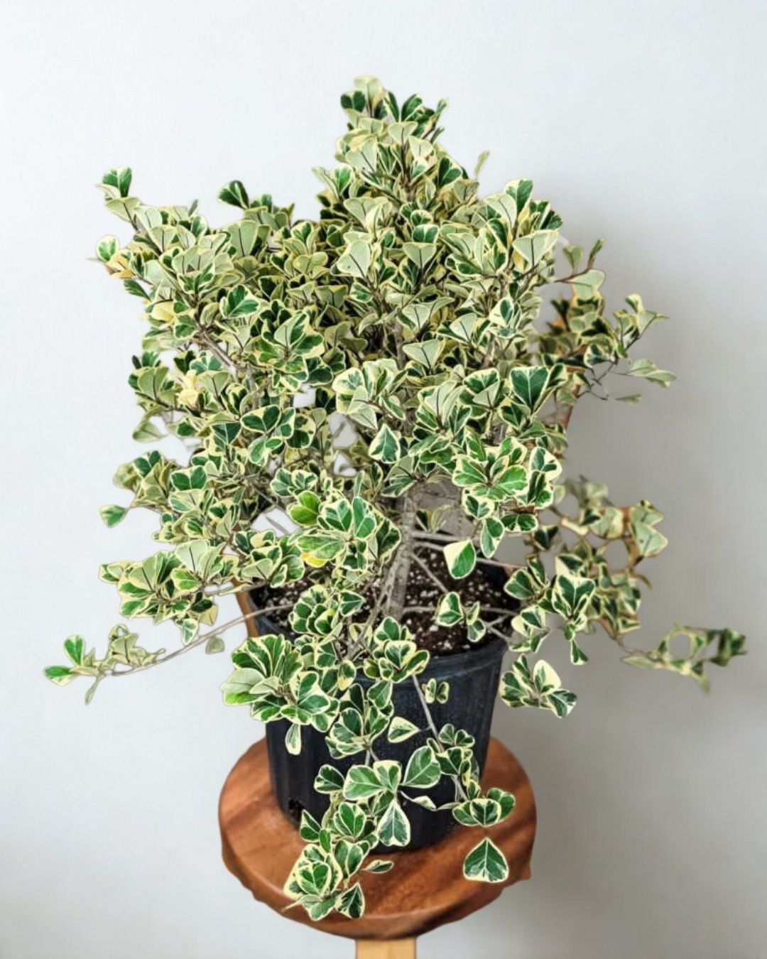 12 in Ficus Triangularis