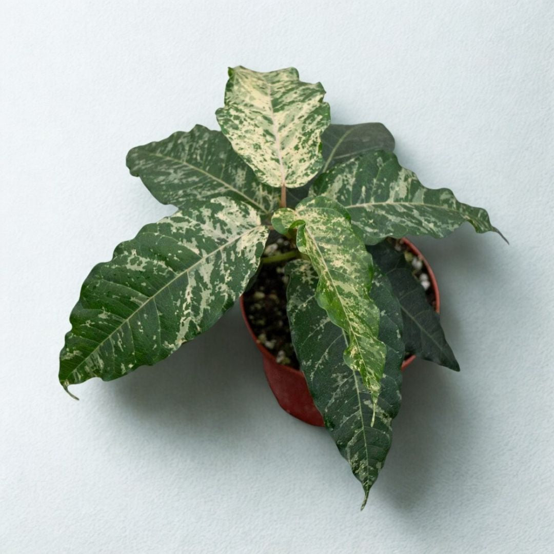 6 In Ficus Aspera