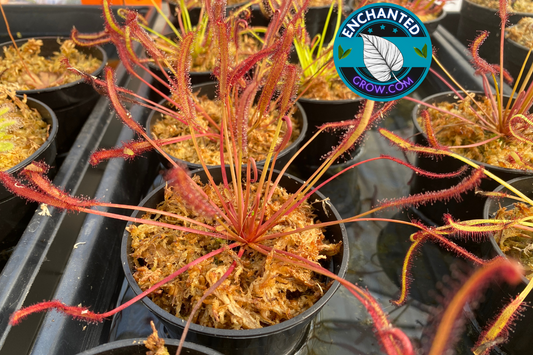 2″ Drosera Capensis Alba Carnivorous Plants