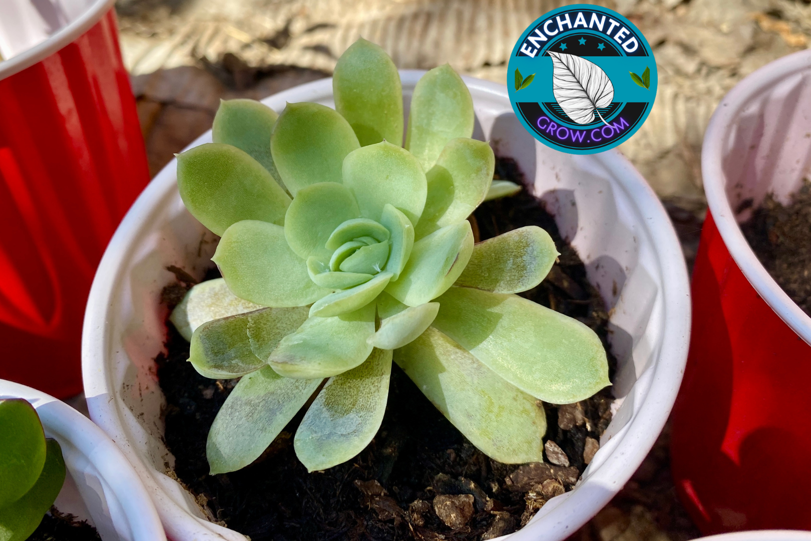succulent drought tolerant plants Echeveria Elegans Arrangement Succulent (Drought Tolerant)