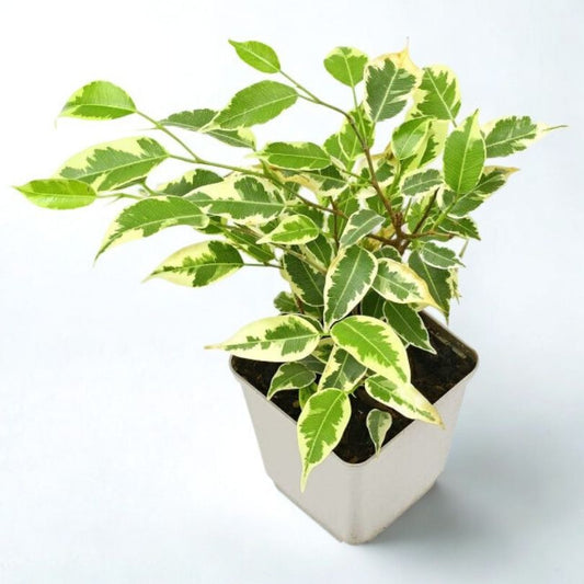 4 in Ficus Benjamina (Weeping Fig)