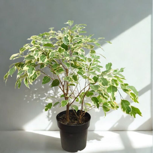 6 in Ficus Benjamina (Weeping Fig)