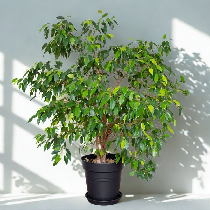 8 in Ficus Benjamina (Weeping Fig)