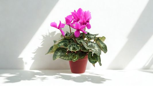 6" Cyclamen – Flowering Houseplant