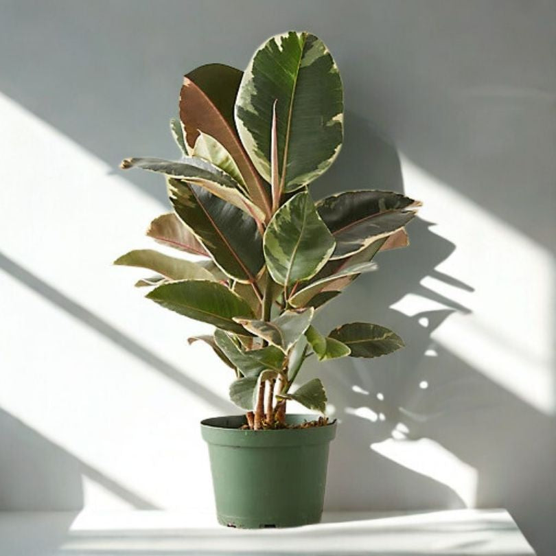 8 in Ficus Decora