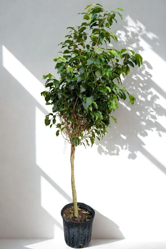 10 in Ficus Benjamina (Weeping Fig)
