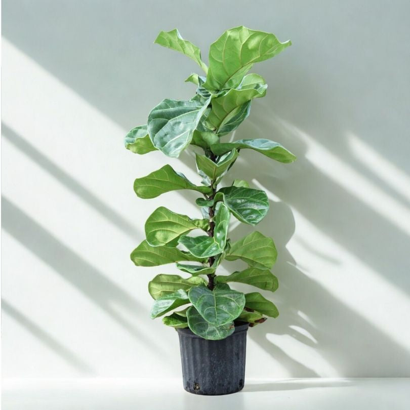 10 in Ficus Lyrata – Column