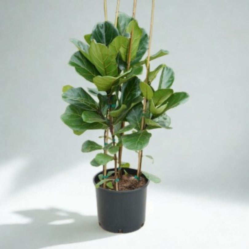 12 in Ficus Lyrata – Standard