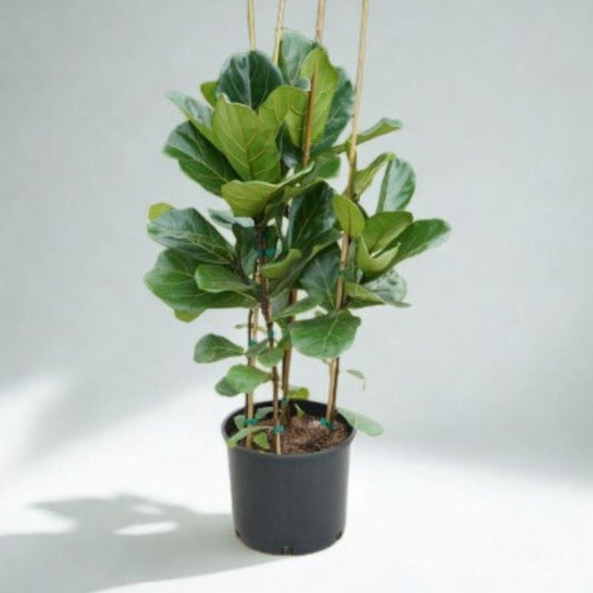12 in Ficus Lyrata – Standard